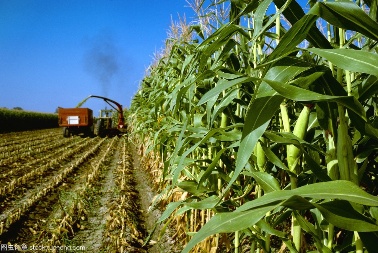 農業&mdash;&mdash;玉米青貯玉米收獲切碎和裝載到卡車/科羅拉多美國。