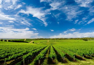 農(nóng)業(yè)該如何做大轉(zhuǎn)強,成為強勢產(chǎn)業(yè)