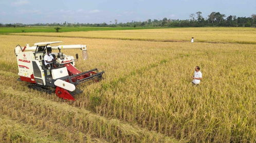 評論解讀 中國日報網