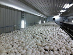 全年供應(yīng)雙孢菇、白蘑菇_雙孢菇_鮮品_產(chǎn)品庫(kù)_中國(guó)食用菌商務(wù)網(wǎng)