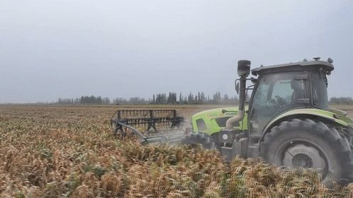 谷子在麥蓋提鹽堿地 逆襲 復播試驗首獲成功 開啟農業(yè)新篇章