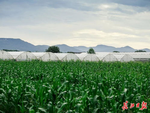 38家 武漢新增一批省級休閑農業(yè)重點園區(qū)鳳凰網湖北 鳳凰網