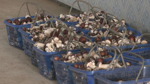 食用菌遠銷拓富路,東豐縣棚膜經濟發(fā)展一瞥