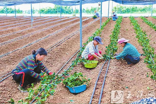 阿莓莓農業(yè) 發(fā)展有機草莓種植 蹚出助農增收新路