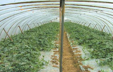 批發(fā)大棚膜 批發(fā)大棚膜價格 批發(fā)大棚膜廠家