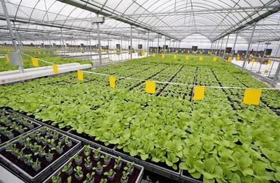 畝產(chǎn)6萬斤有機(jī)蔬菜,全年天天采收、幾乎無人的&ldquo;蔬菜工廠&rdquo;長(zhǎng)啥樣?