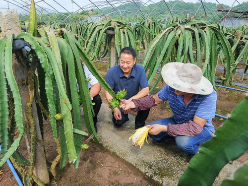 銅梁 扎實(shí)推進(jìn)農(nóng)產(chǎn)品品牌建設(shè) 打造現(xiàn)代農(nóng)業(yè)核心競(jìng)爭(zhēng)力