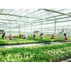 濮陽市農業產業優勢 專業生產、批發與供應一體化的現代農業基地