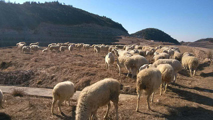 浙江軍袍農業 專業供應優質小尾寒羊，以實力鑄就信賴